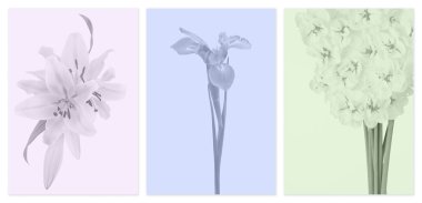 Muted color panels with flowers clipart