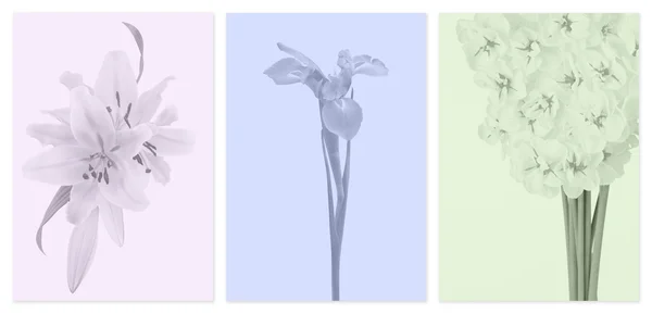 Muted color panels with flowers — Stock Photo, Image