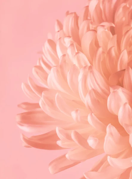 Flowering chrysanthemum with pastel filter — Stock Photo, Image