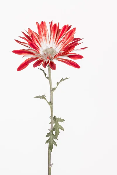 Flor de crisântemo vermelho — Fotografia de Stock