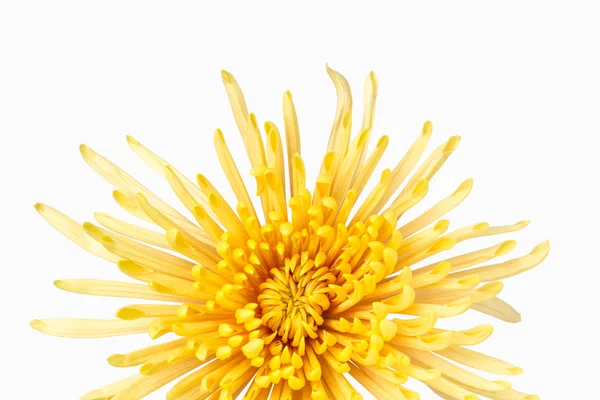 Leuchtend gelbe Chrysantheme — Stockfoto