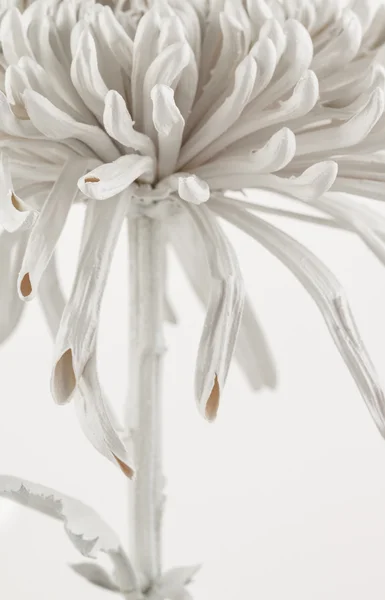 Abstraktní květina zblízka — Stock fotografie