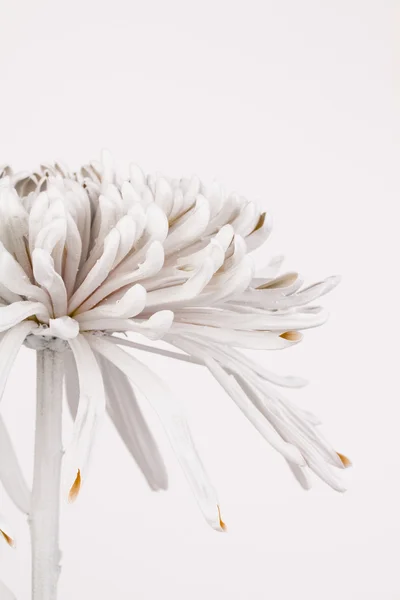 Gedeeltelijke zijaanzicht van chrysant — Stockfoto