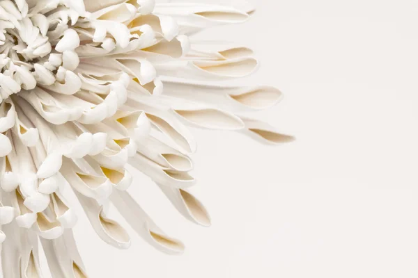 Bílé a žluté květinu okvětní abstraktní pozadí — Stock fotografie