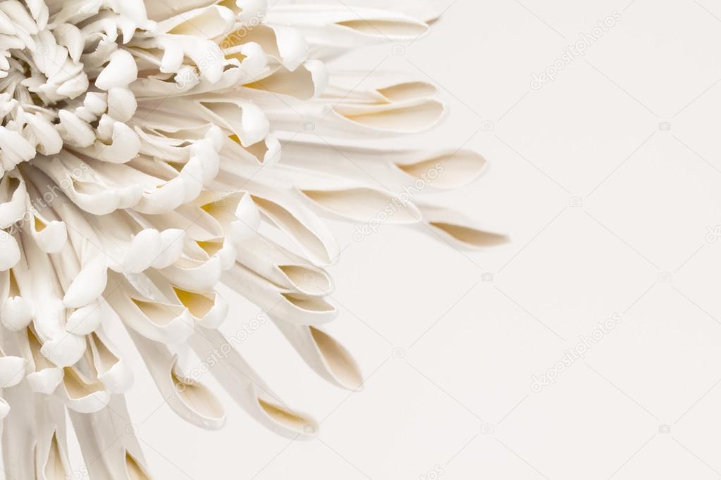 White and yellow flower petal abstract background