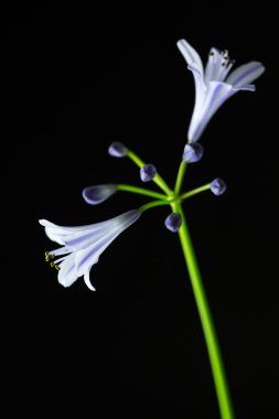 Agapanthus kök siyah arka plan üzerine leylak rengi çiçekli