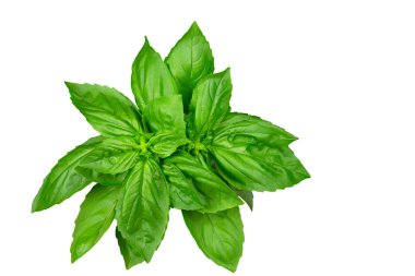 Fesleğen bitki grup üzerinde beyaz izole