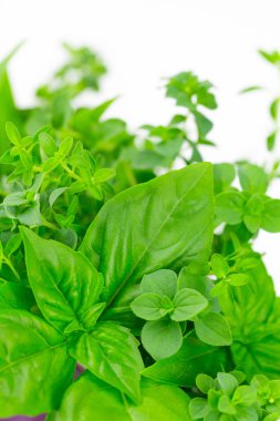 Yeşil otlar: fesleğen, kekik ve kekik