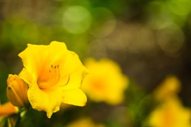 Stella d'oro daylily