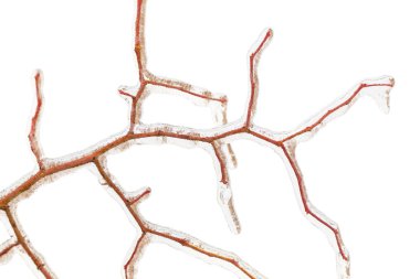 Buz kaplı dalları yakın çekim