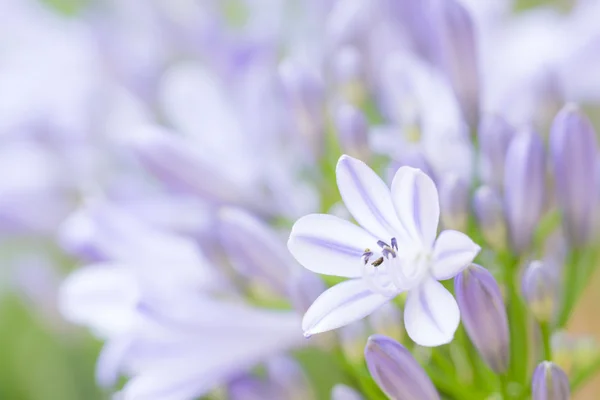 芽に対してアガパンサスの花 — ストック写真