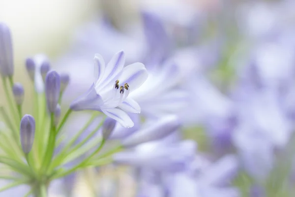 African lily garden flower — Stock Photo, Image