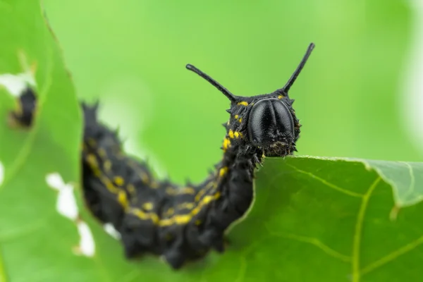 Csíkos oakworm tölgy leveles eszik — Stock Fotó