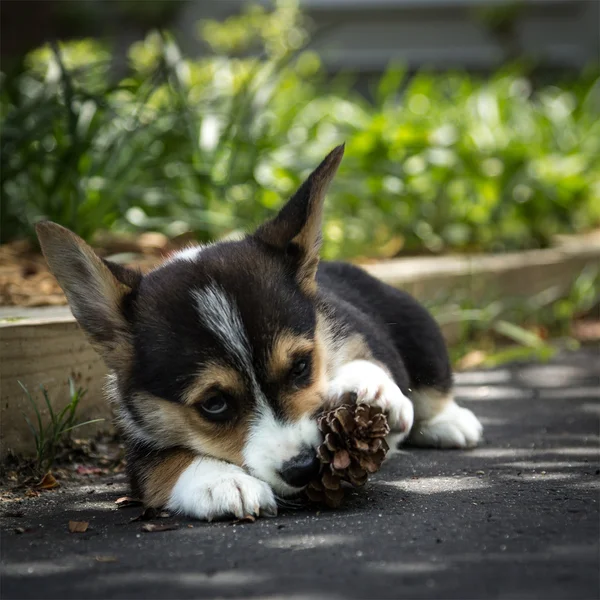 그늘에 있는 corgi 강아지 — 스톡 사진