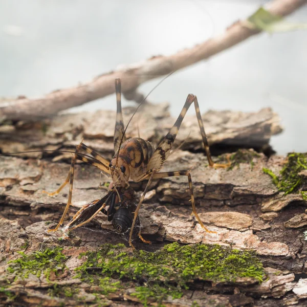 Cricket chameau mangeant guêpe morte — Photo