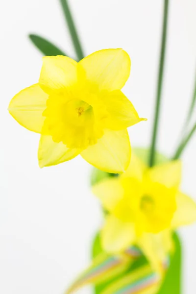 Narcisos amarelos em vaso — Fotografia de Stock