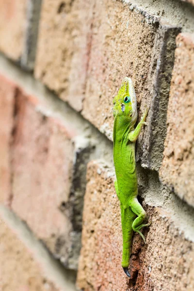 Green anole lizard on wall — Stock Photo, Image