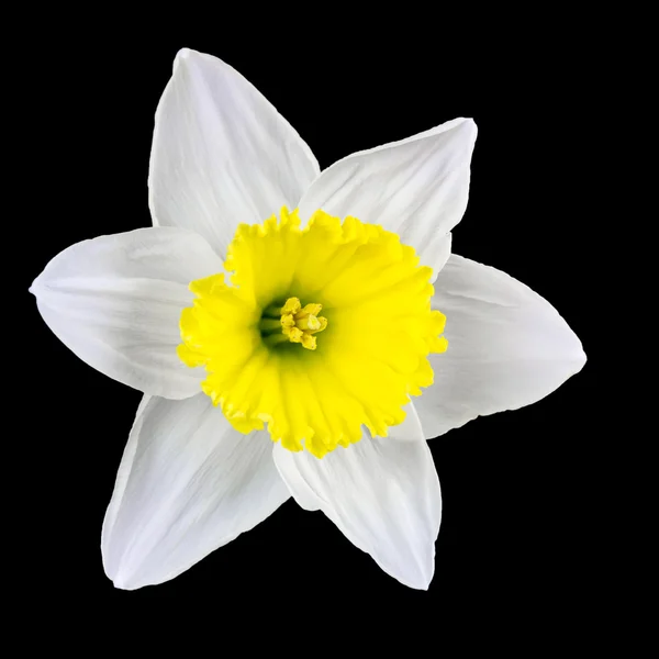 Narcissus bloem geïsoleerd op zwart — Stockfoto