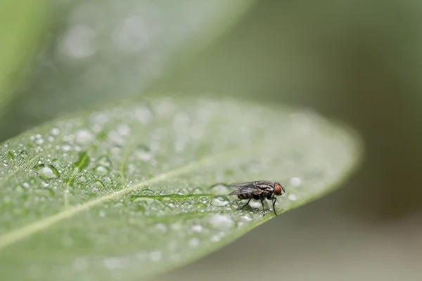 Fly detail na mokrém listí — Stock fotografie