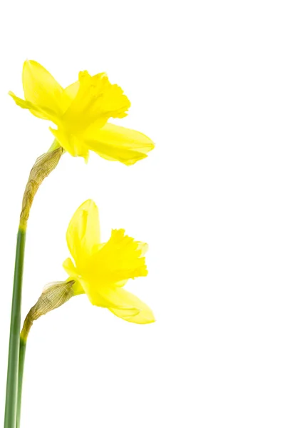 Amarelo daffodil com pasta de papel . — Fotografia de Stock