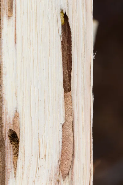 Larve de pyrale à tête ronde en bois de chauffage de chêne — Photo