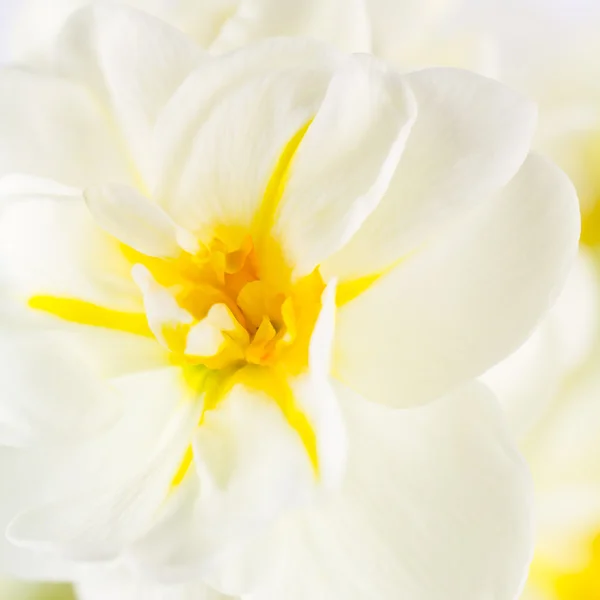 Daffodil Fechar — Fotografia de Stock