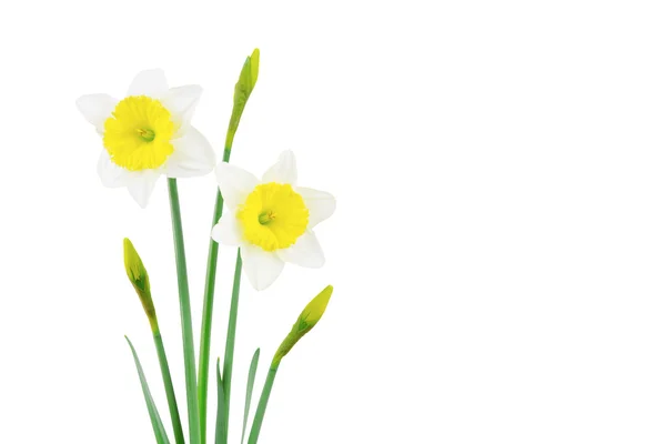 Bílý a žlutý Narcis — Stock fotografie