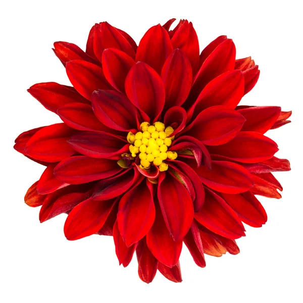 Червона квітка далії на білому — стокове фото
