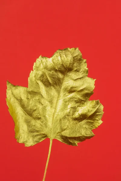 Gold leaf on red background — Stock Photo, Image