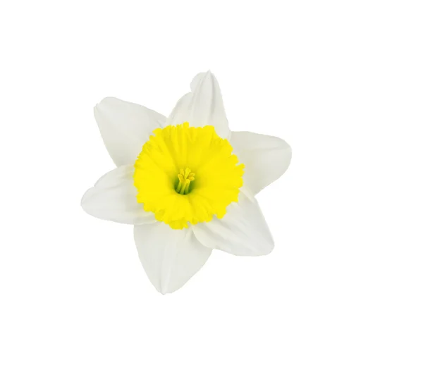 Flor de daffodil isolada sobre branco . — Fotografia de Stock