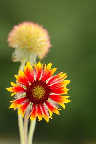 Gaillardia wilde Blume — Stockfoto