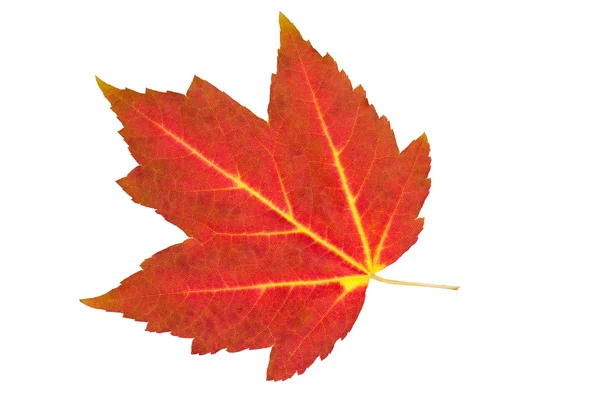 分離された赤いカエデの葉を落ちる — ストック写真