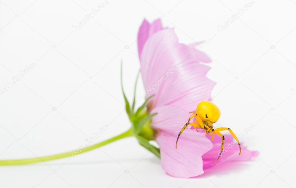 Yellow Flower Crab Spider