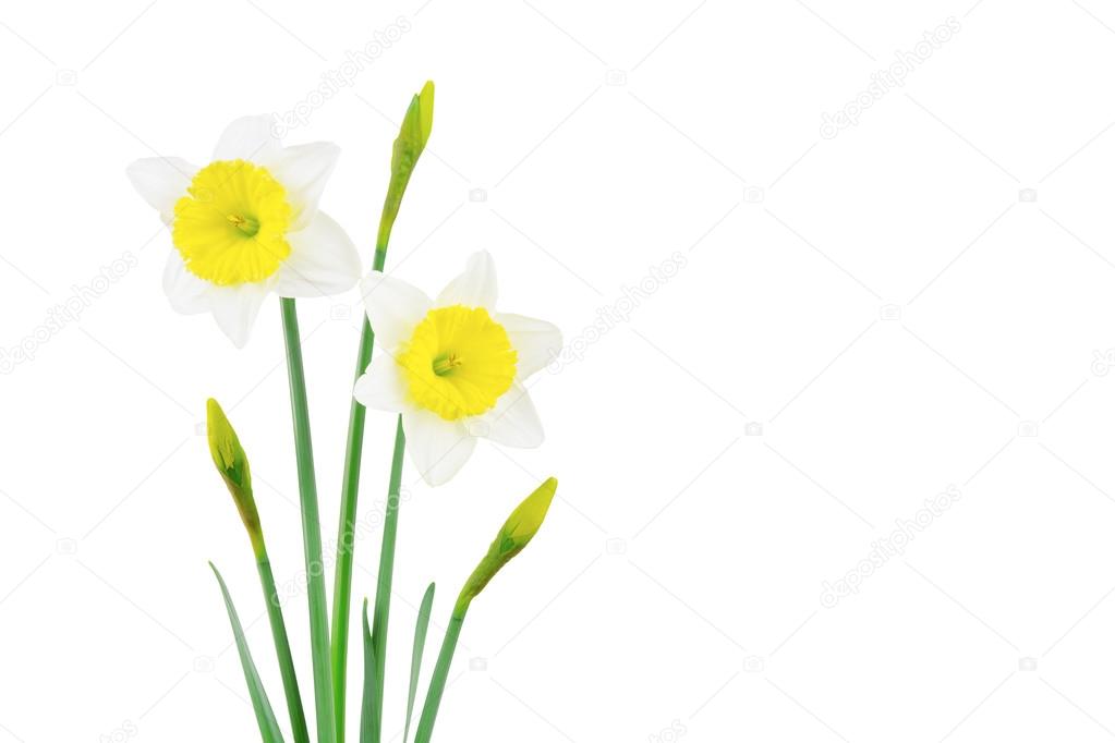 White and yellow narcissus 