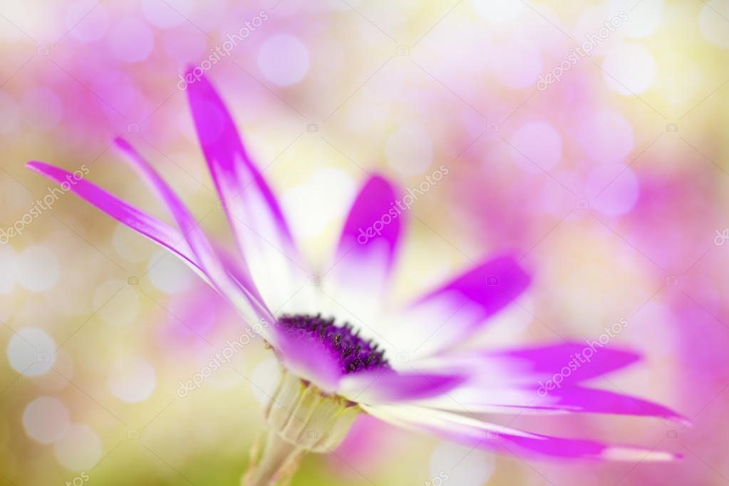 Dreamy fuchsia daisies