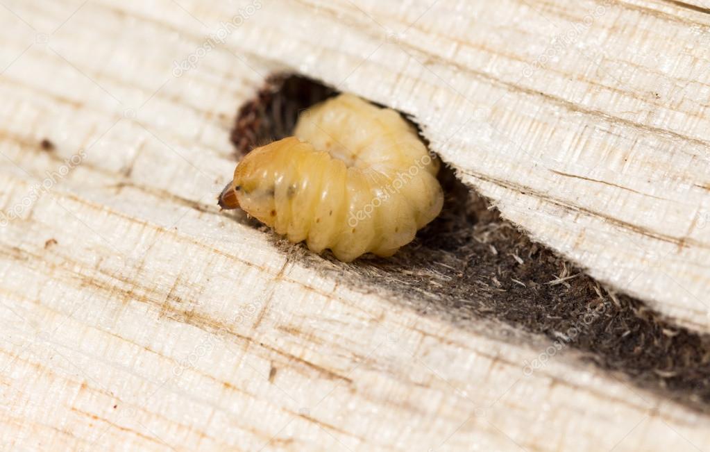 Larva in tunnel in pine tree wood.