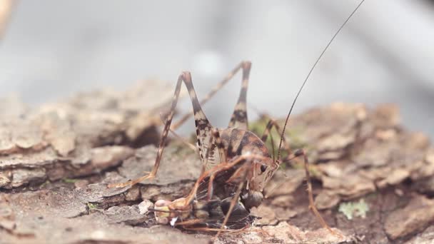 Cammello Grillo mangiare vespa morta — Video Stock