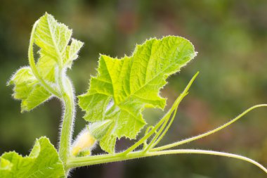Pupmkin çiçek, yaprakları ve dalları