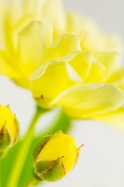 Sarı gül, yaklaş.