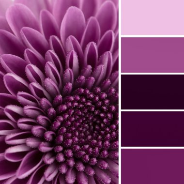 Purple flower and color swatches clipart