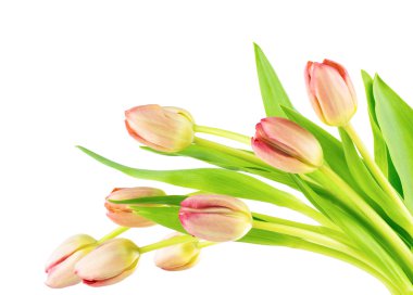 Pastel pembe bahar Lale sprey