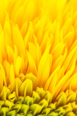 Yellow flower petal background