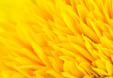 Yellow flower petal background