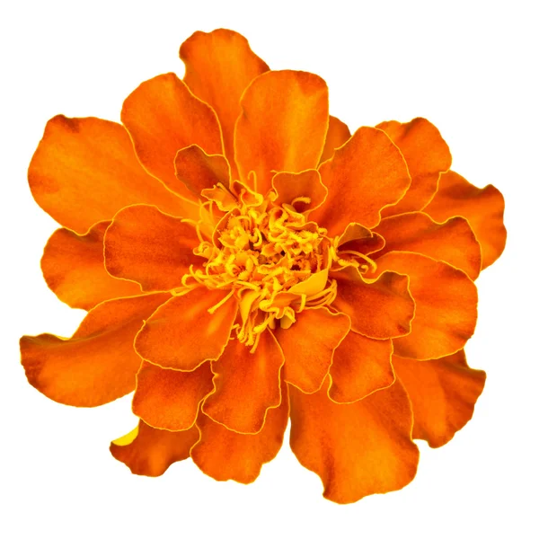 万寿菊法国橙色 — 图库照片