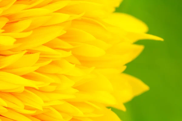 Gelbe Sonnenblume aus nächster Nähe — Stockfoto