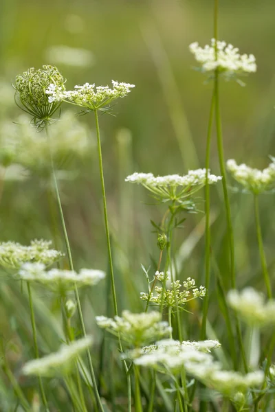 Λιβαδιού wildflower λευκό κοντινό πλάνο — Φωτογραφία Αρχείου