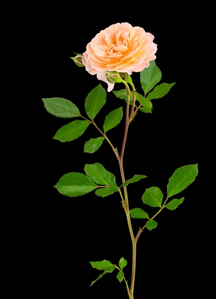 Broskvová zahradní růže na černém pozadí — Stock fotografie