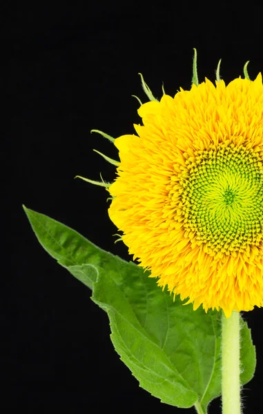 Girasol doble con hoja —  Fotos de Stock