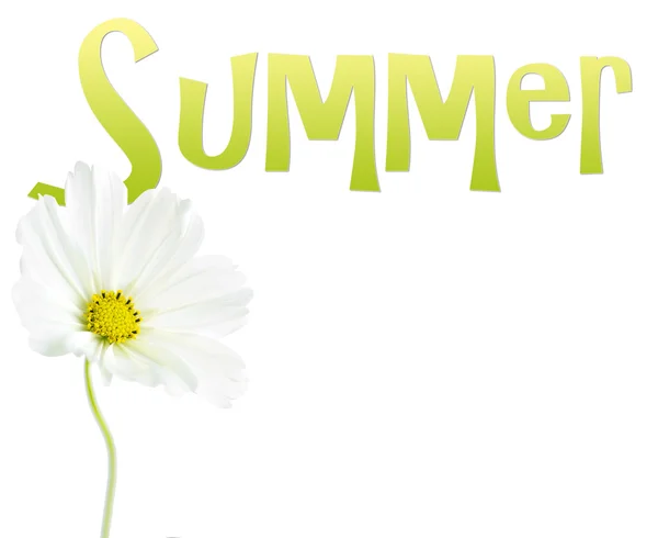 Letní text s květinou — Stock fotografie