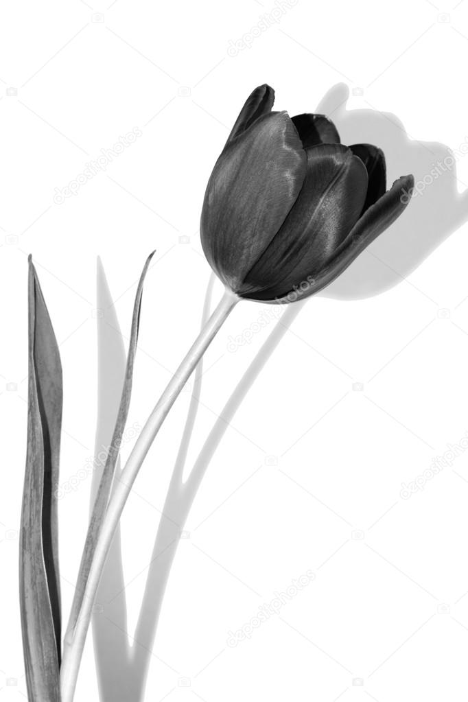 Black and white tulip with shadow